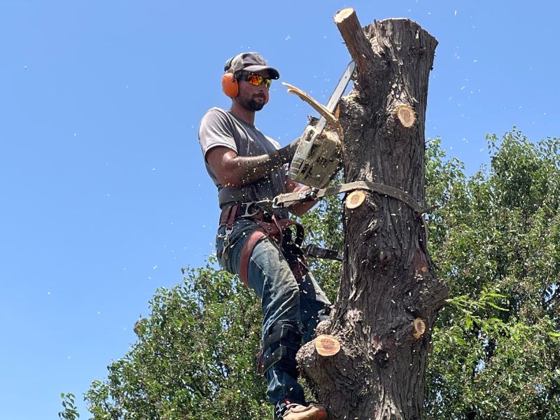 Tree Removal Clinton, OK Free Estimates! Holman Tree Service