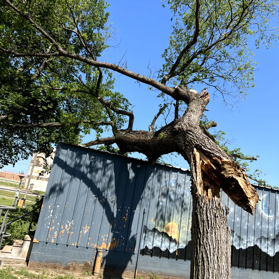 tree down clinton ok