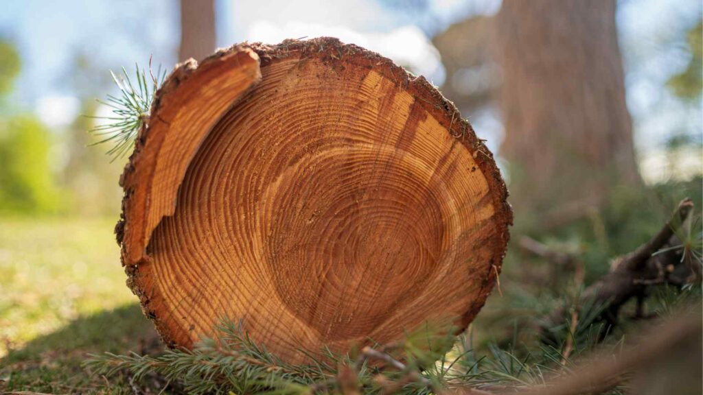 Property With Expert Tree Services in Lawton OK