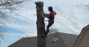 emergency tree service
