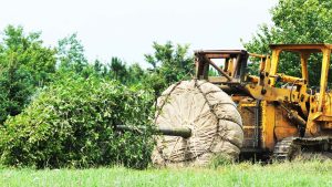 Tree Planting & Transplanting 2